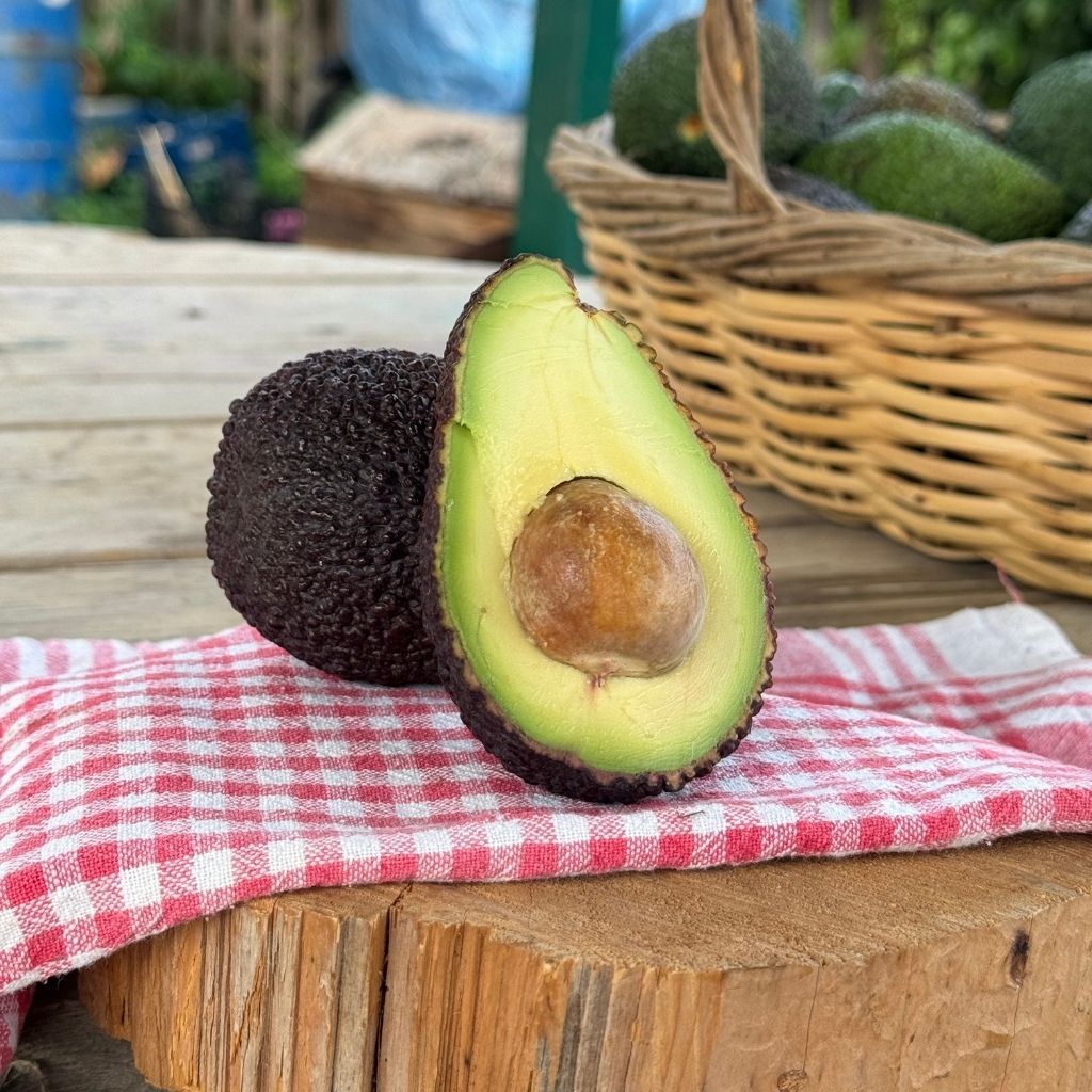 AVOKADO 1O ADET