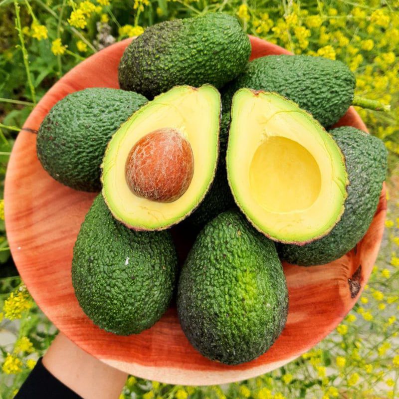 AVOKADO 16 ADET